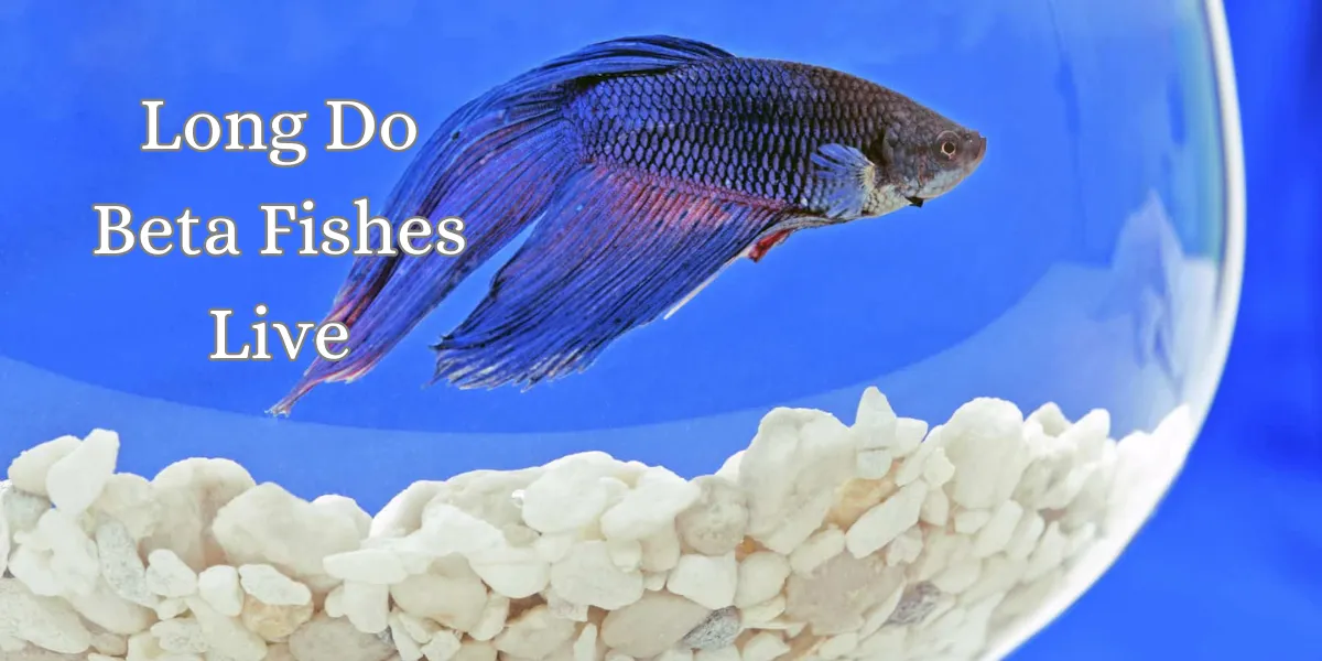 How Long Do Beta Fishes Live